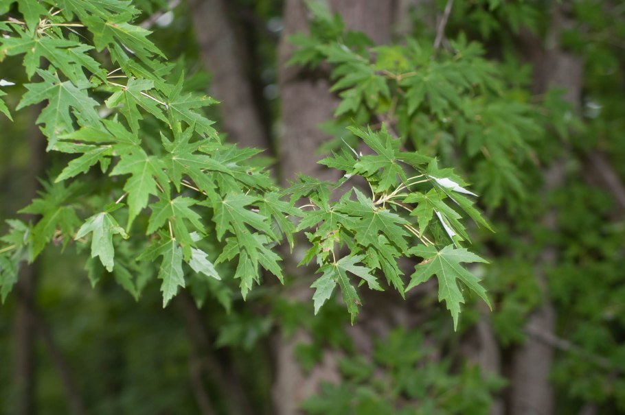 Acer buergerianum USDA Zone