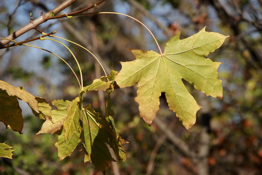 Acer buergerianum бонсай
