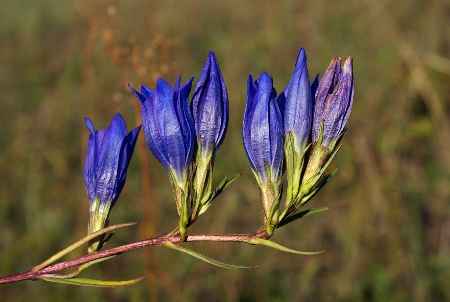 Gentiana glauca