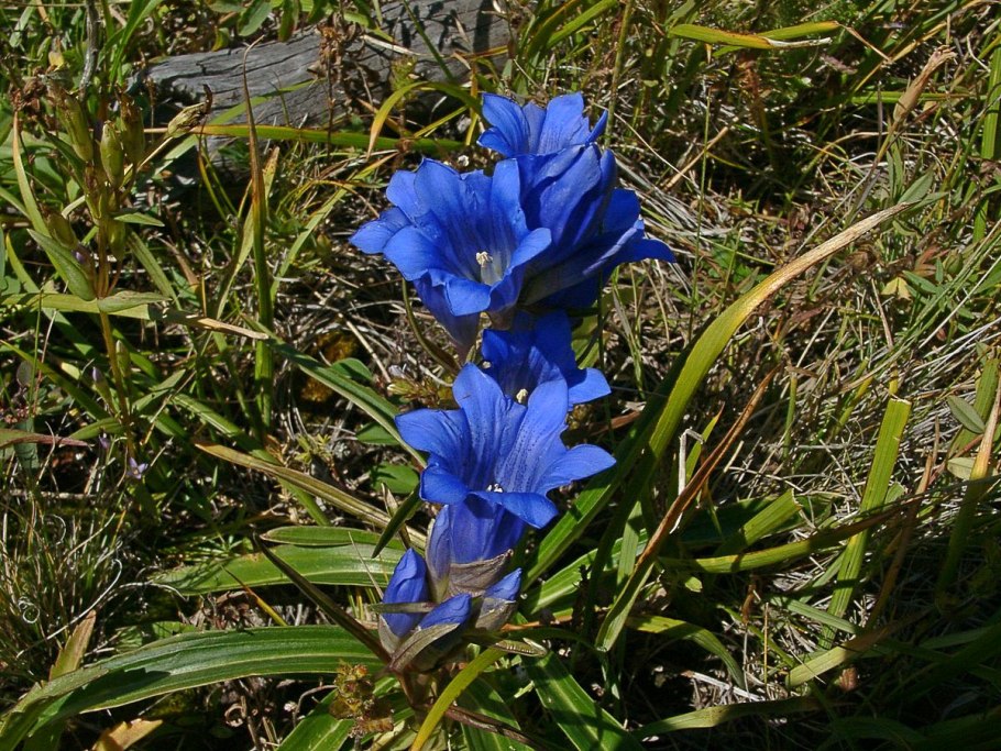 Горечавка лежачая (Gentiana decumbens)