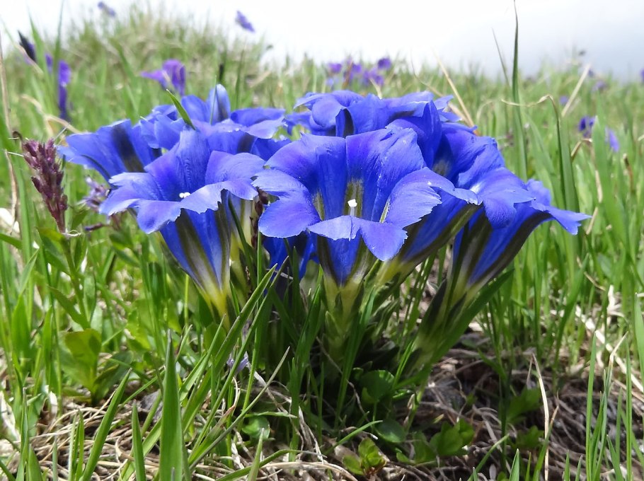 Gentiana pneumonanthe