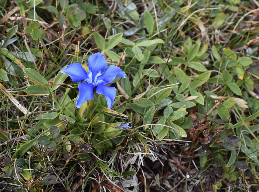 Gentiana kirilowii семена, цветы, листья
