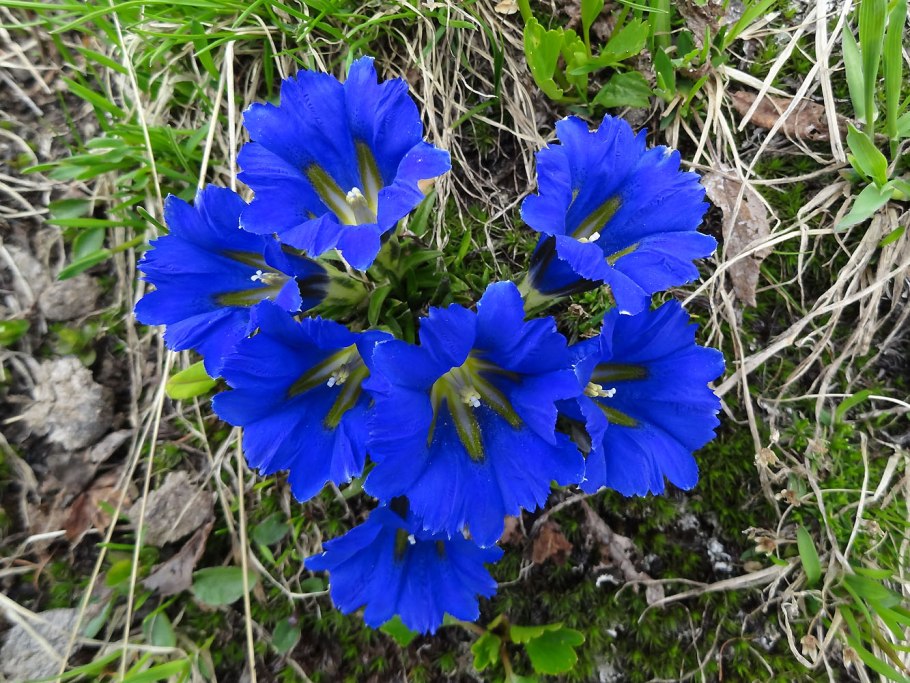Gentiana straminea