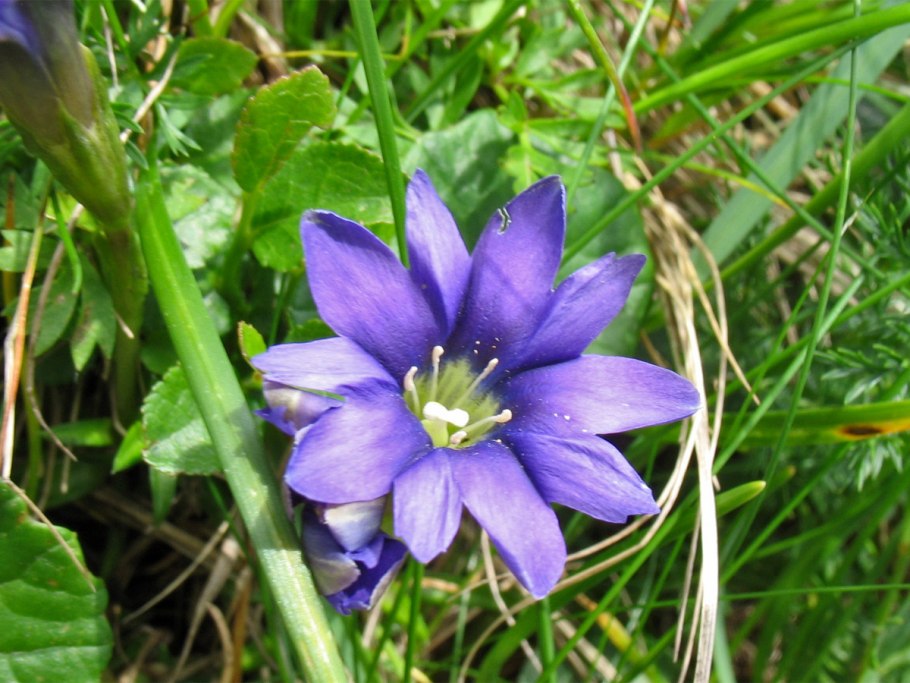 Gentiana cruciata