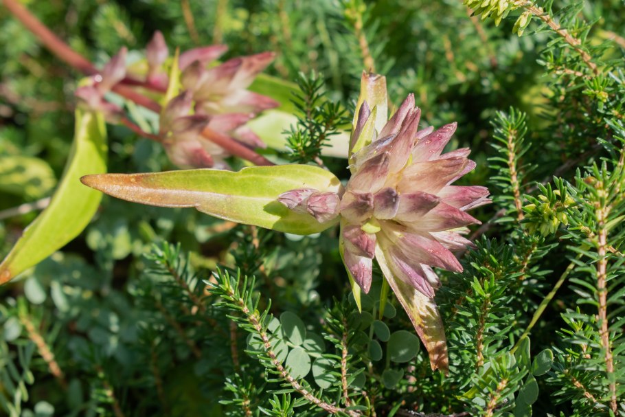 Горечавка горьковатая фото