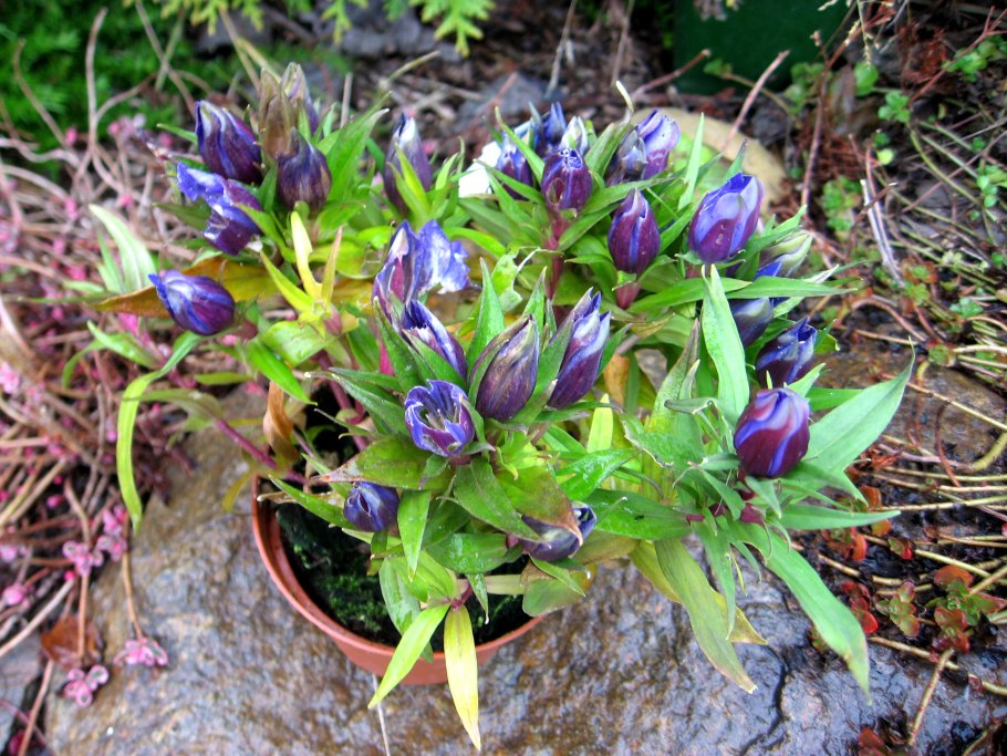 Gentiana straminea