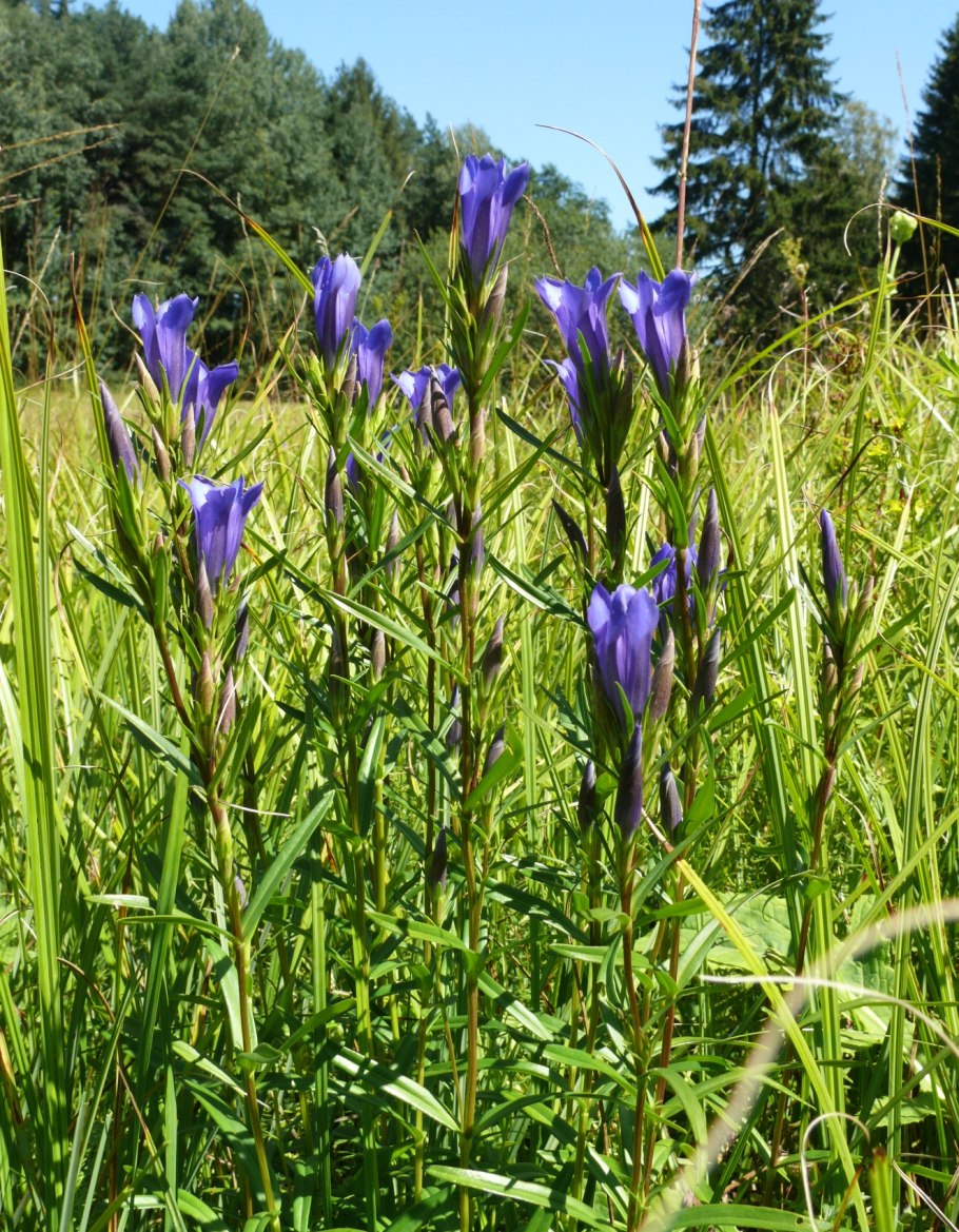 Gentiana Campestris