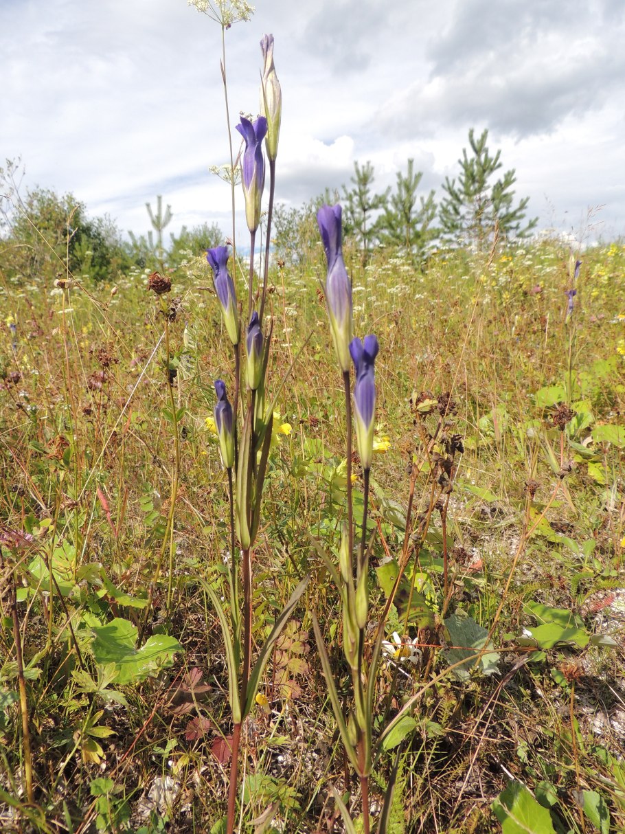 Горечавочка (Gentianella