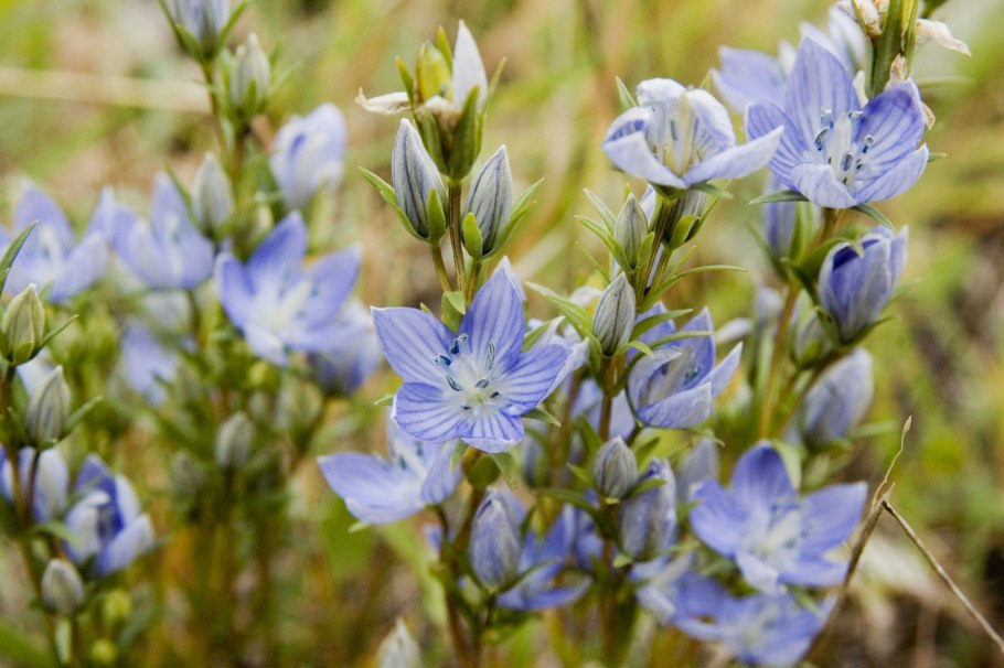 Gentiana prostrata
