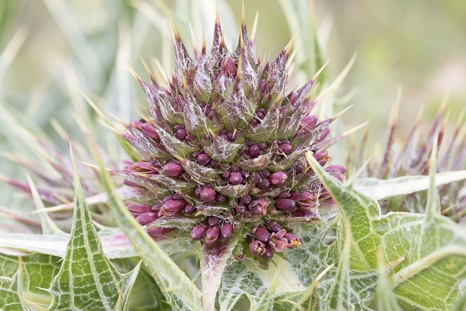 Гунделия Турнефортия