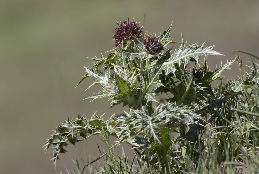 Гунделия Турнефора