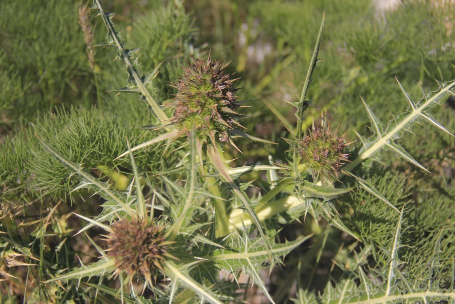 Гунделия Divisions