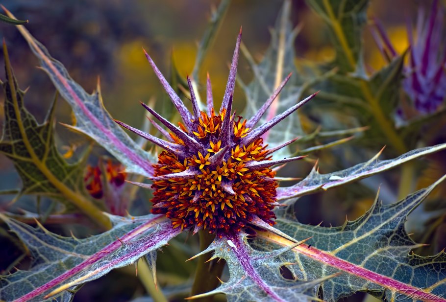 Гунделия Турнефортия