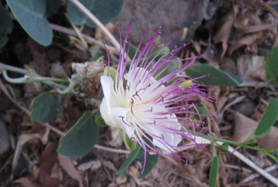 Расторопша пятнистая