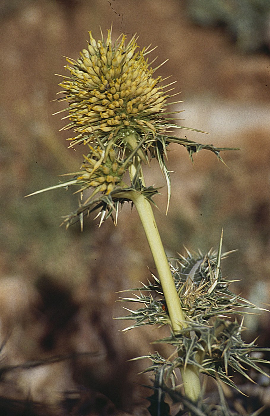 Kenger музыкант