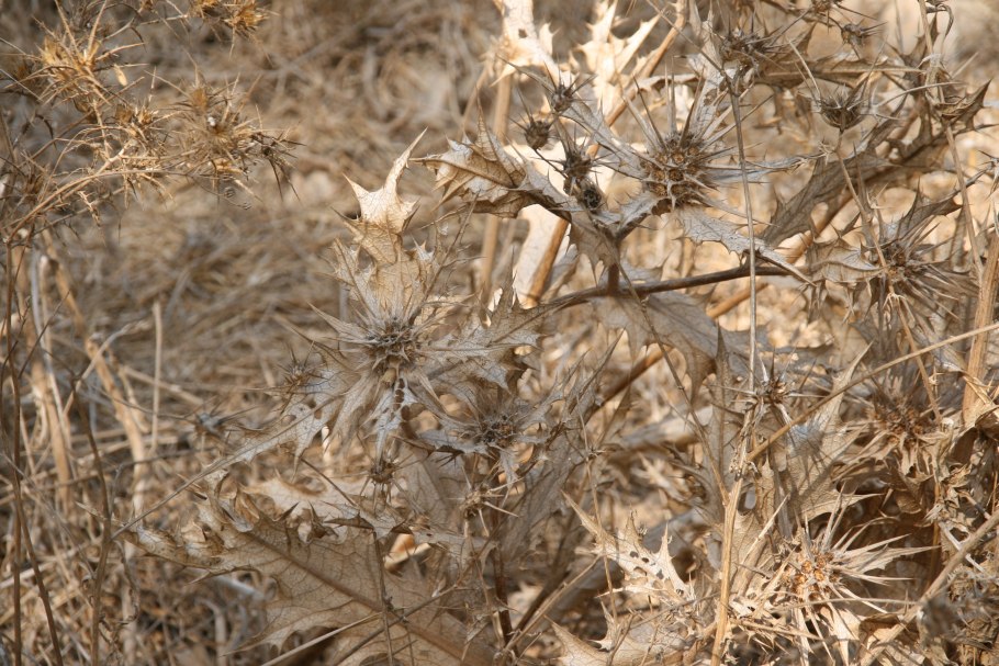 Gundelia tournefortii