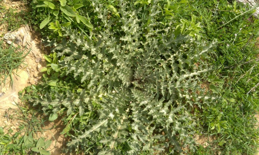 Карбюратор leader pz19jb