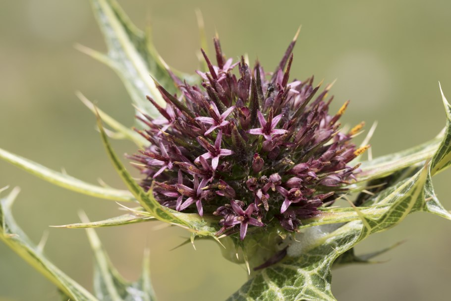 Гунделия Турнефора (Gundelia tournefortii עכובית הגלגל).