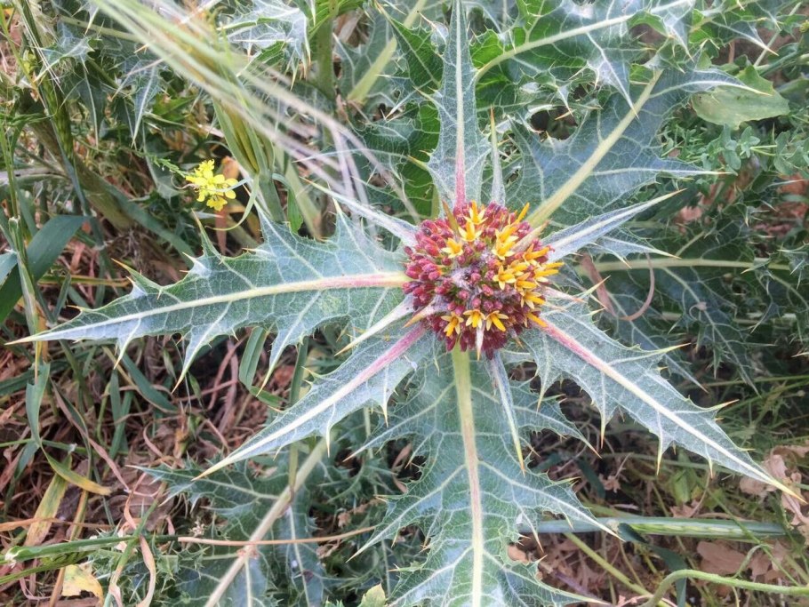 Гунделия турнефортии