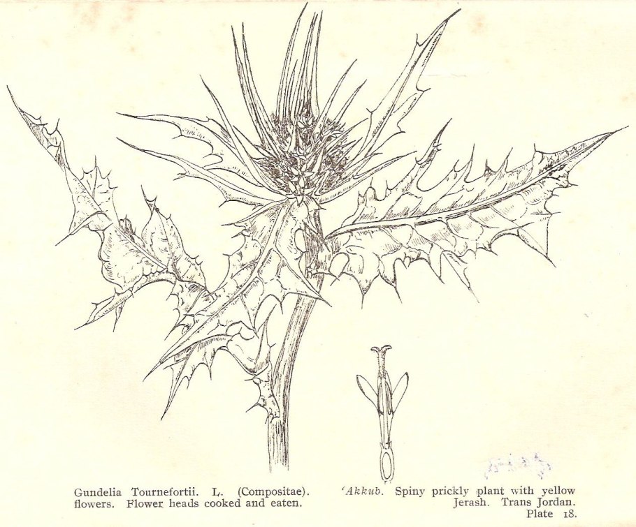 Гунделия растение