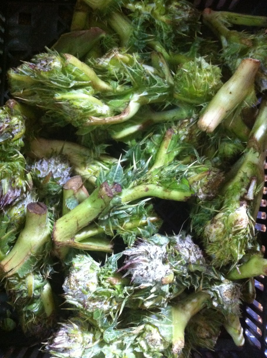 Палестинская Лилия