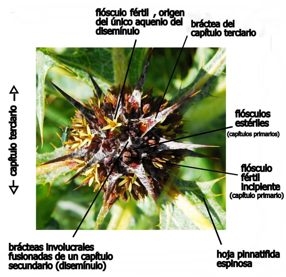 Каперсы колючие (Capparis spinosa)