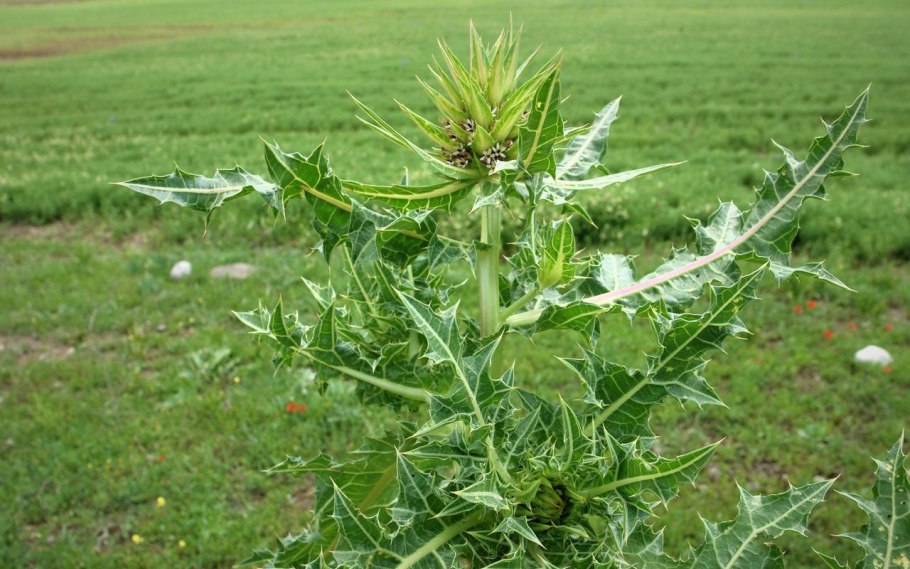 Лютик тюрбан