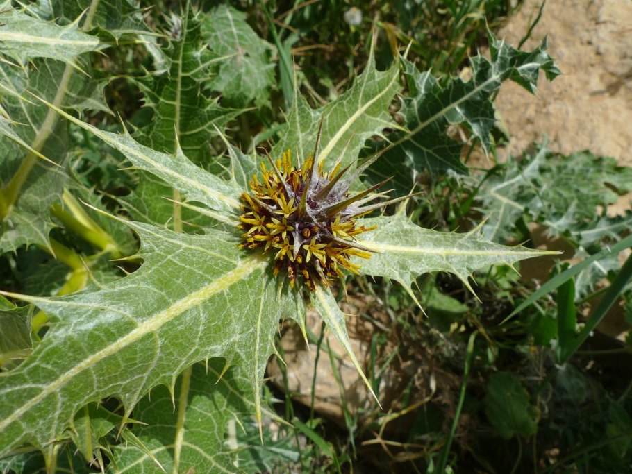 Трава гангали