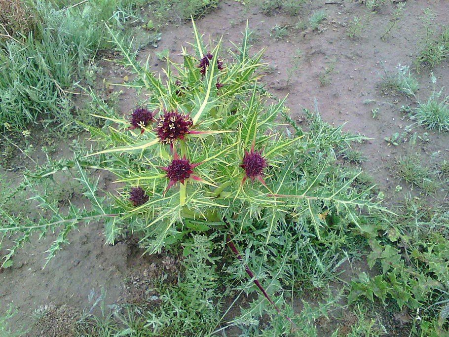 Germain Kenger Москва