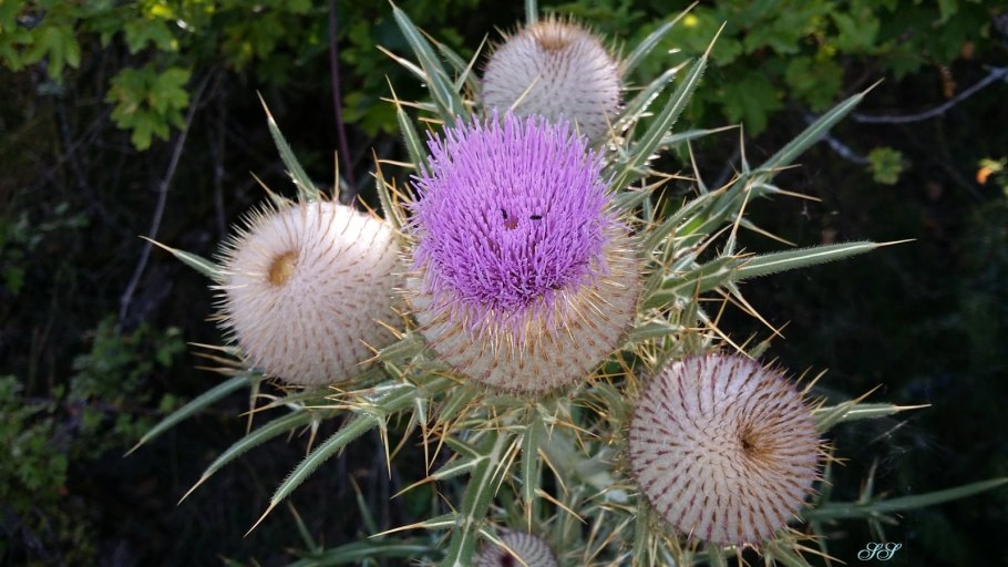 Топуз растение