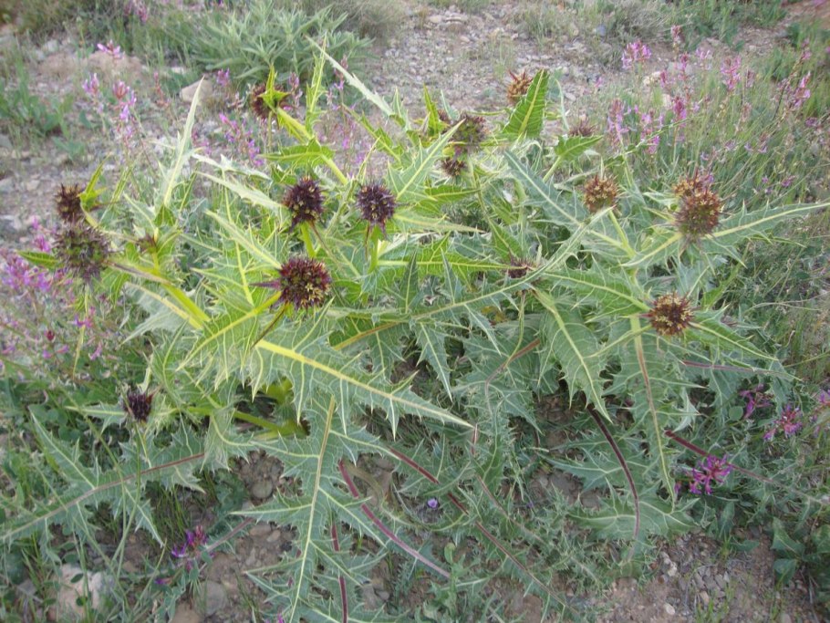 Гунделия турнефортии