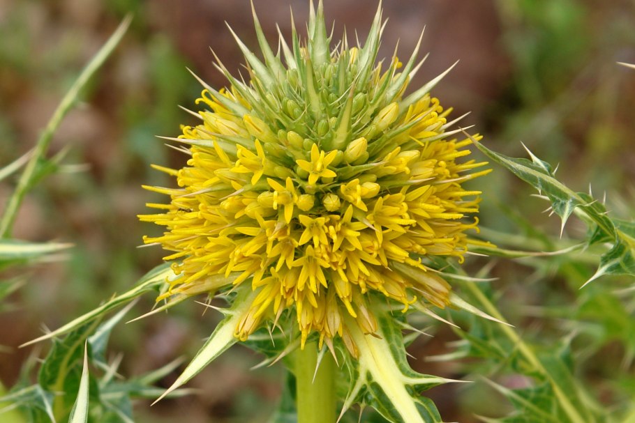 Гладиолус Италикус