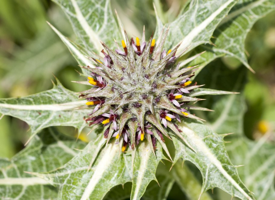 Гунделия растение