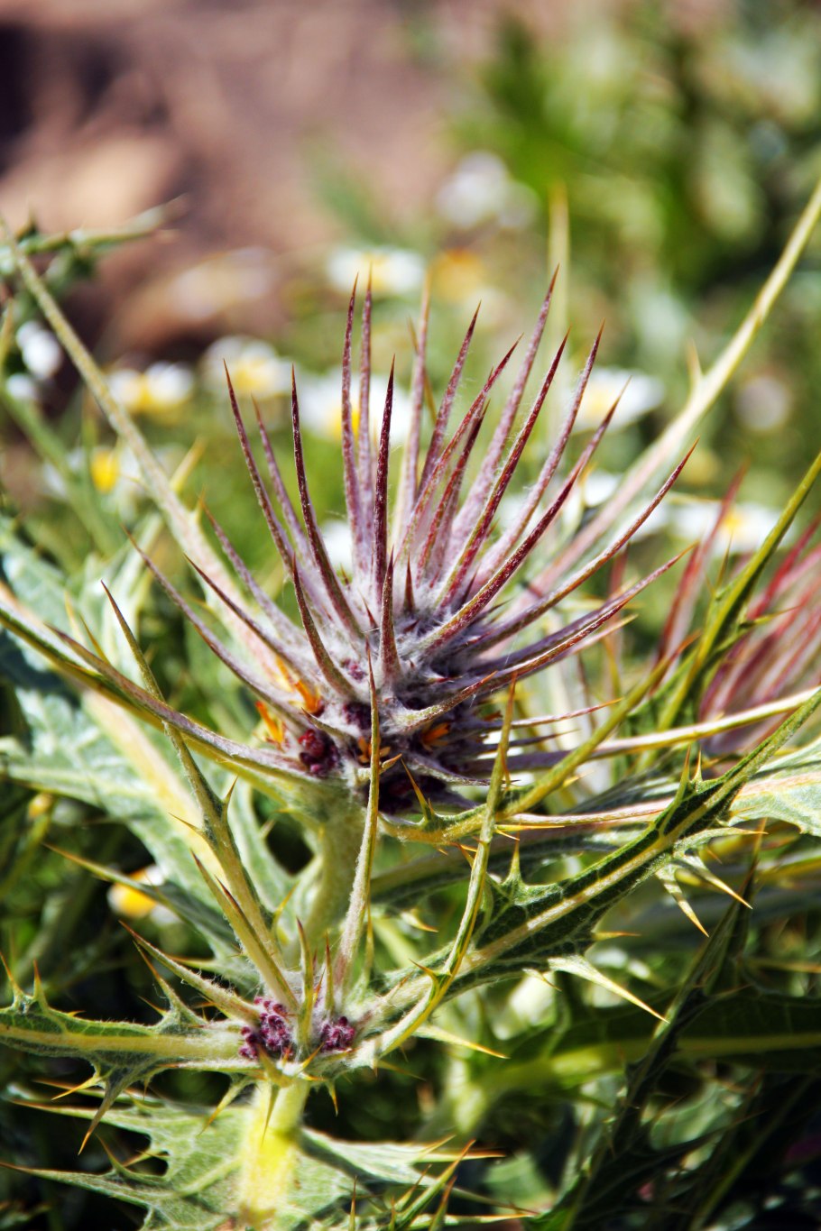 Растения Израиля