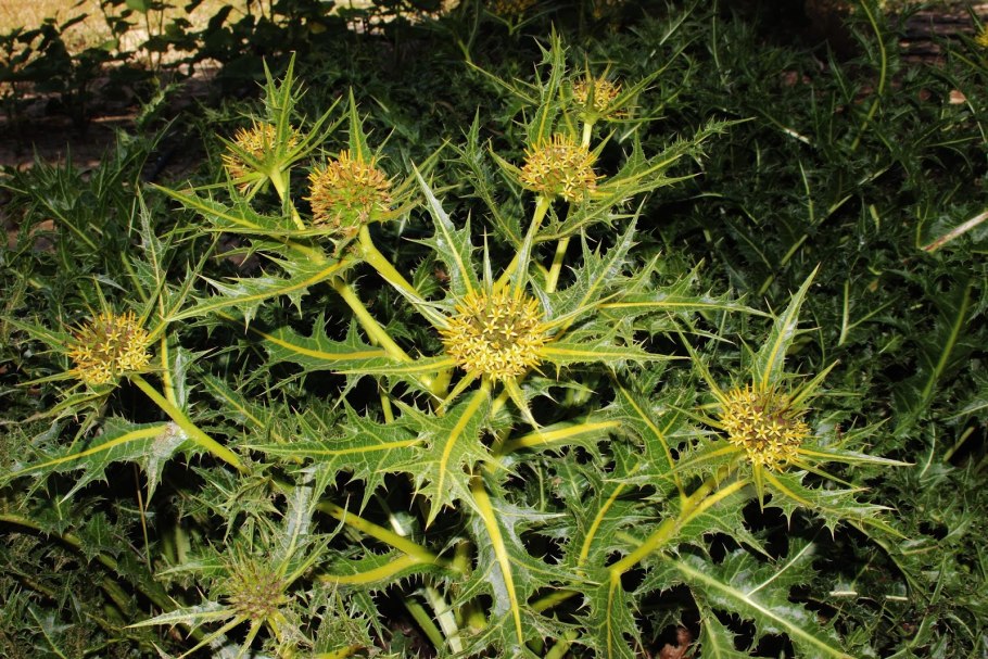 Гунделия Турнефортия кустарник