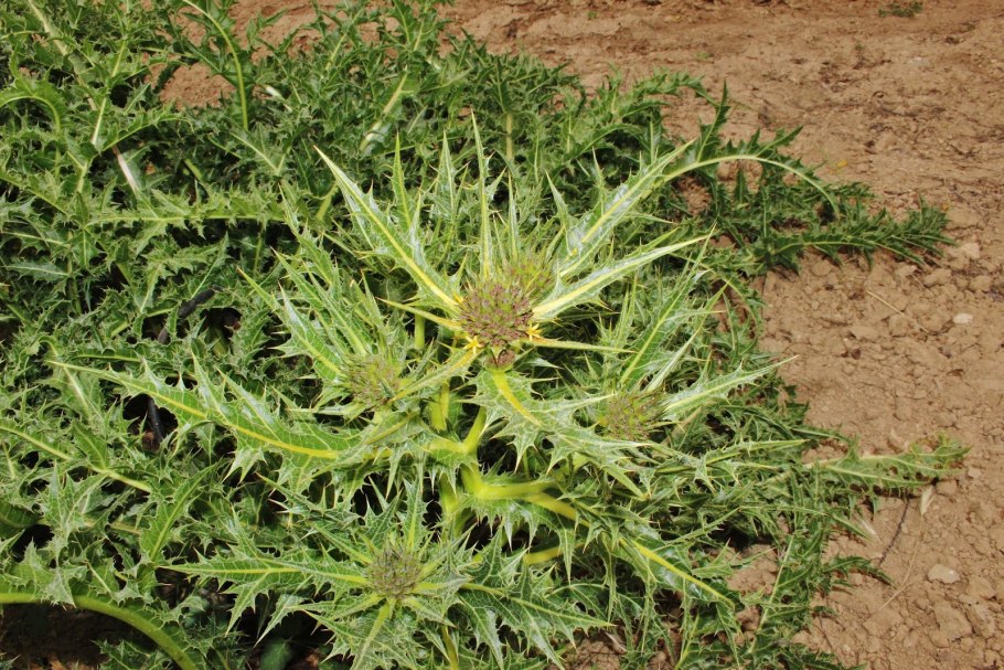 Гунделия растение