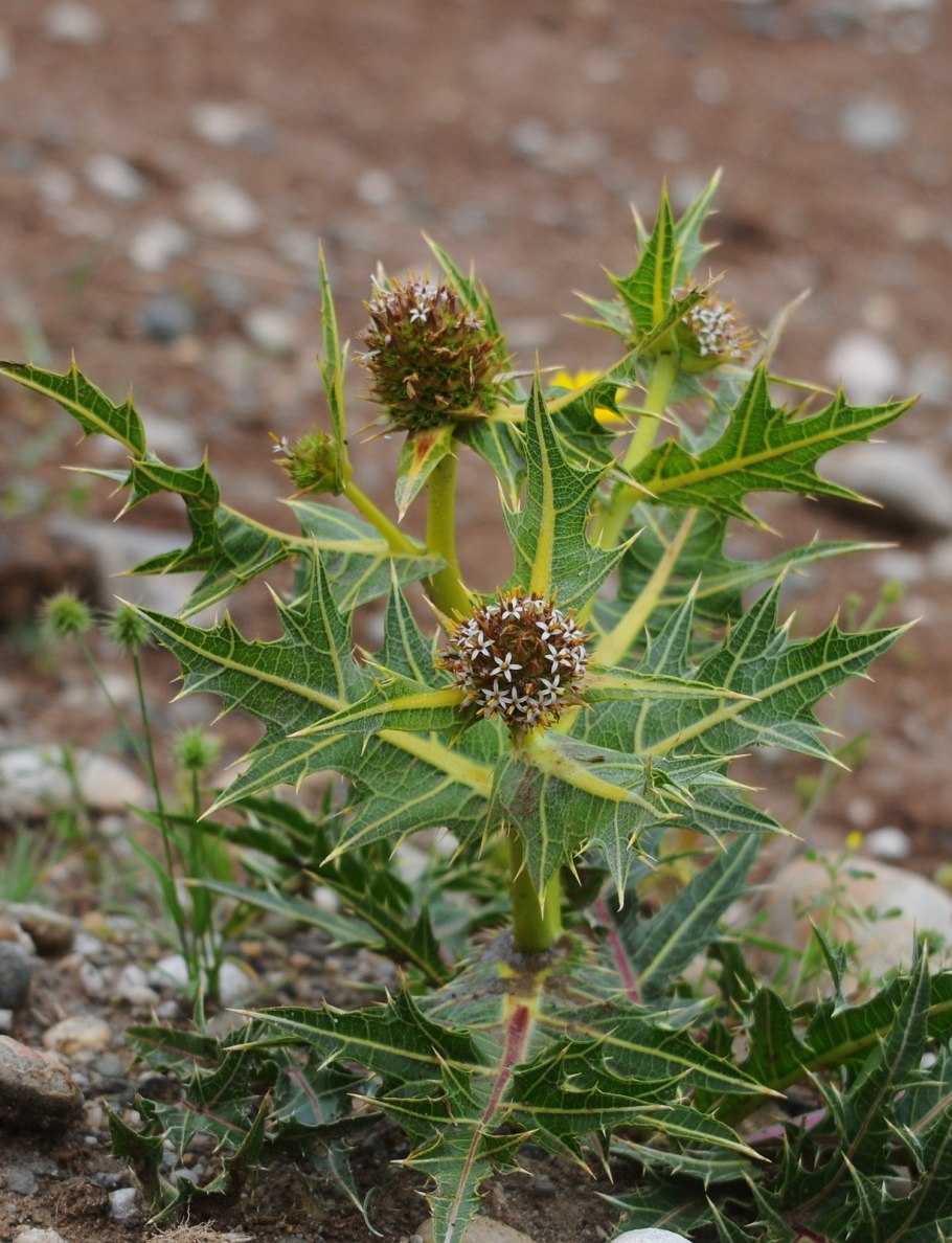 Гунделия Турнефора