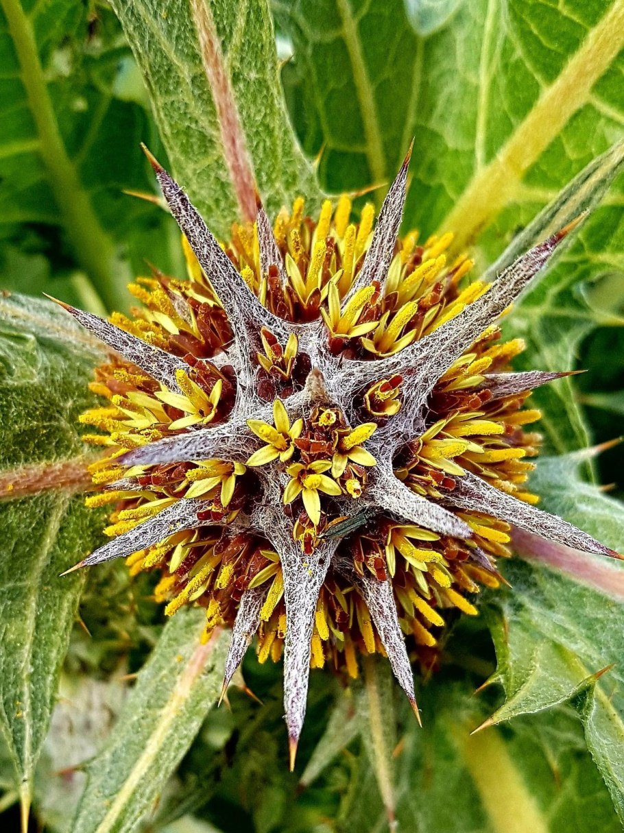 Гунделия Турнефора