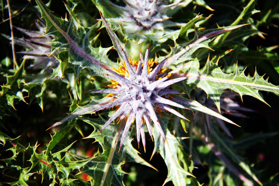 Гунделия Турнефортия кустарник