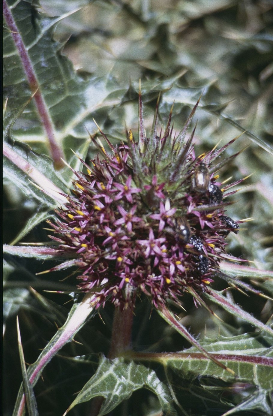 Gundelia tournefortii