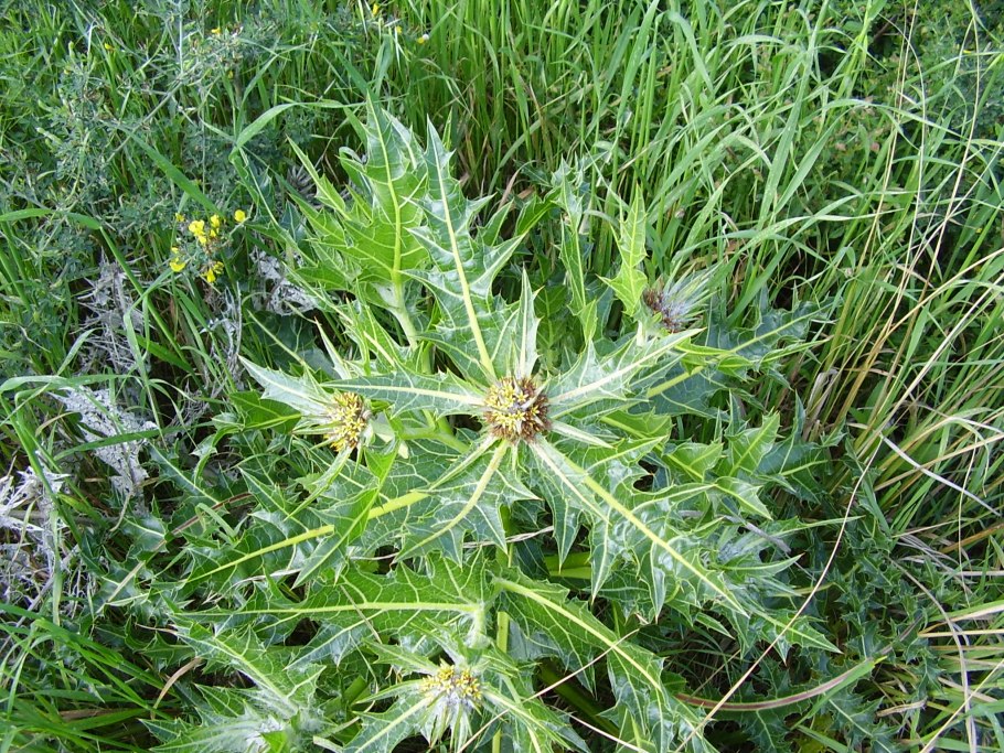 Kenger музыкант