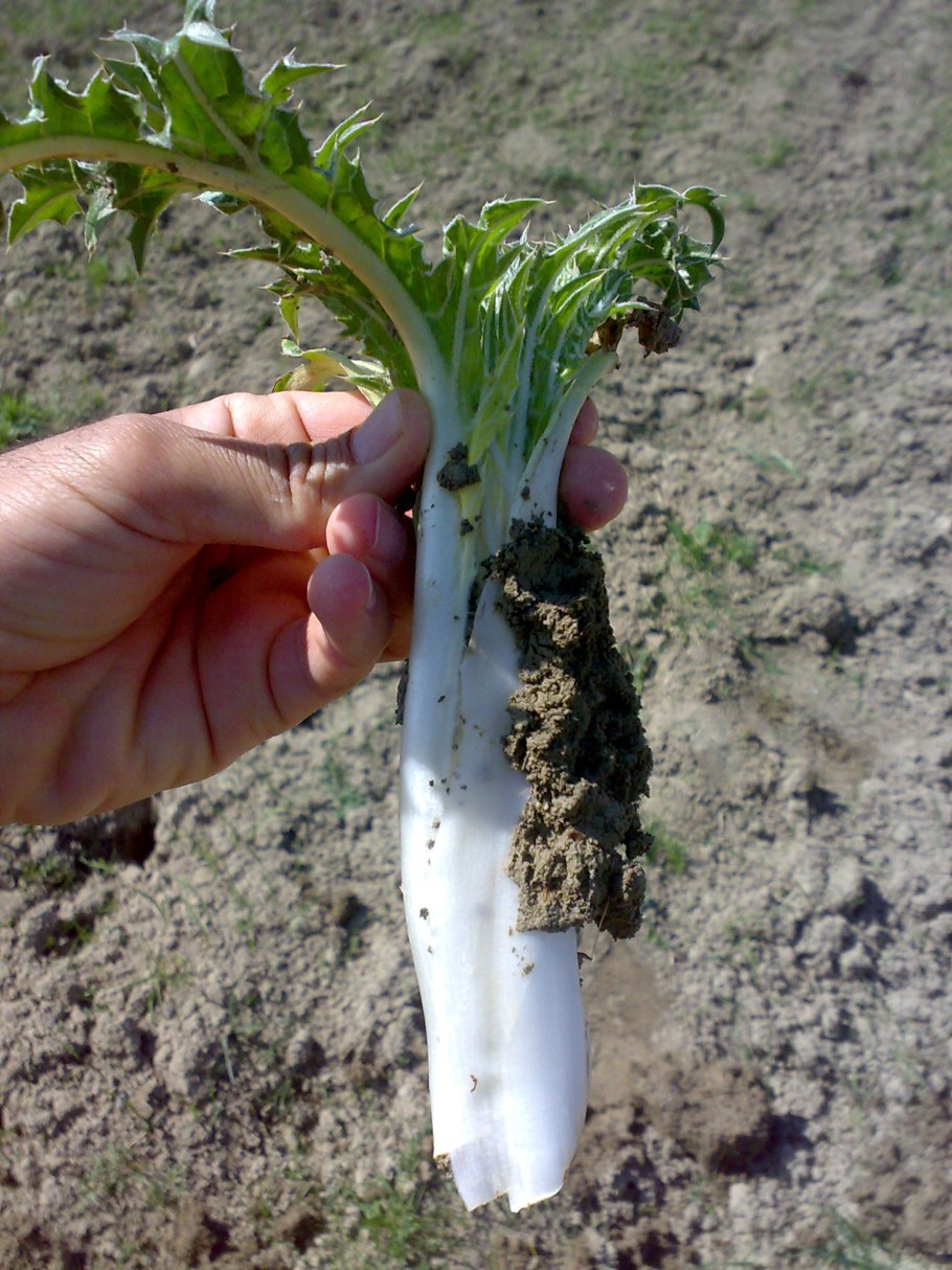 Kenger музыкант