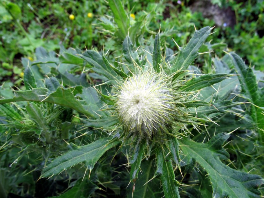 Гунделия Divisions