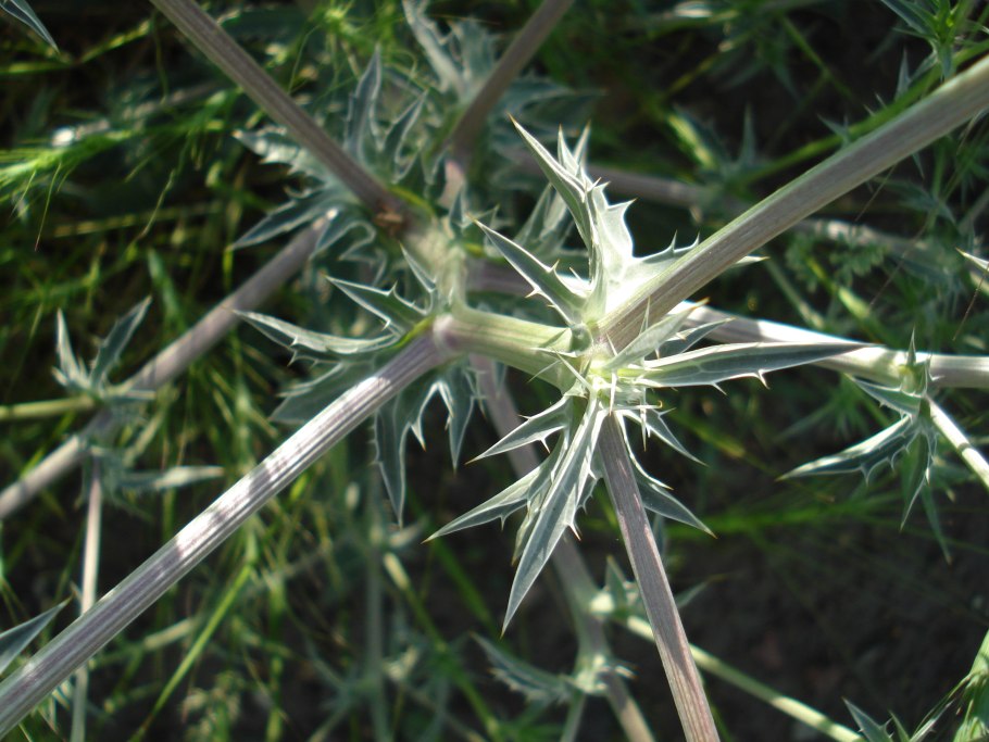 Амбербоа мускатный Султан лиловый