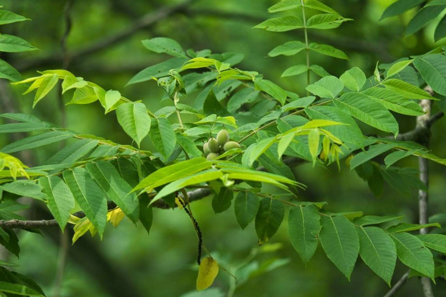 Орех маньчжурский (Juglans nigra l.)
