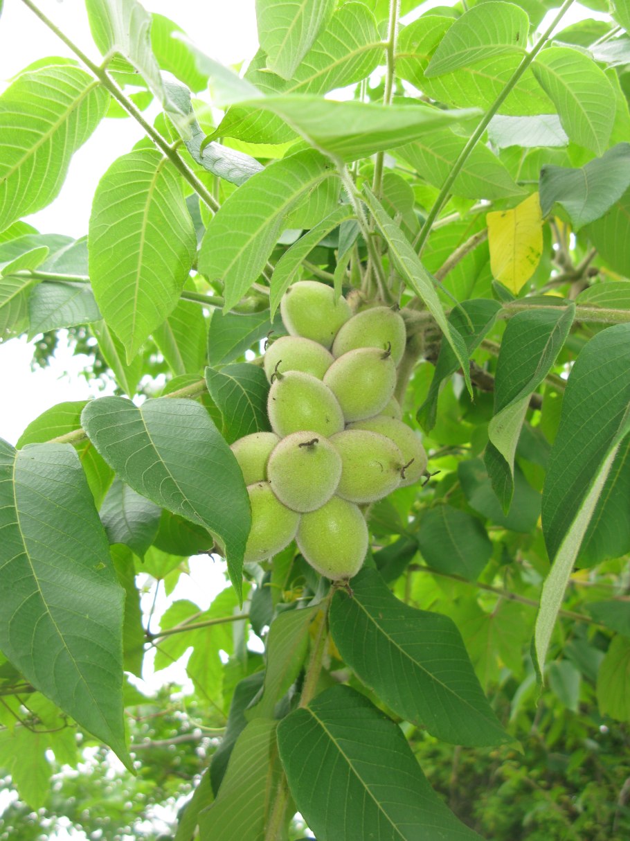 Орех маньчжурский – Juglans mandshurica Max.