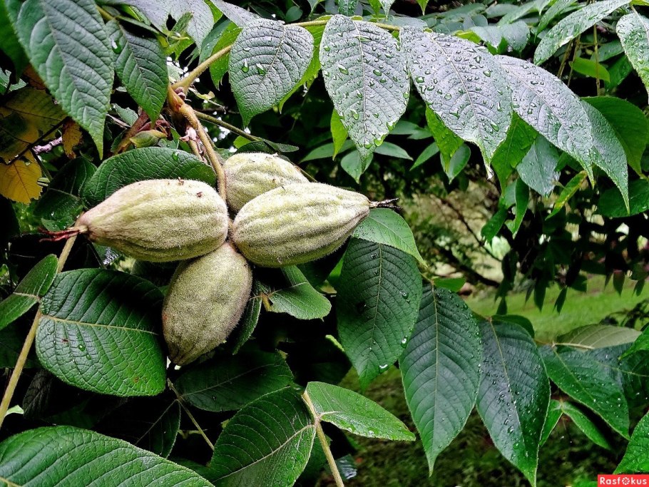 Орех маньчжурский (Juglans mandshurica) осенью