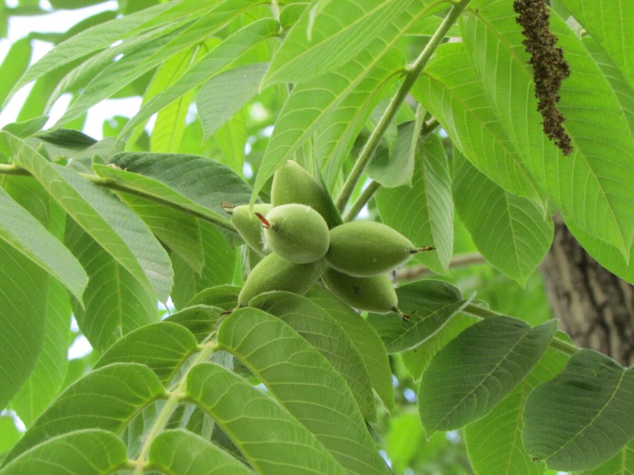 Орех маньчжурский (Juglans mandshurica)