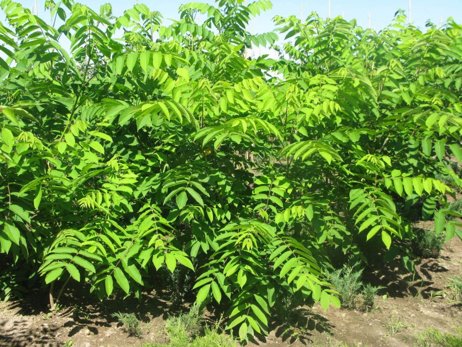 Орех маньчжурский (Juglans nigra l.)