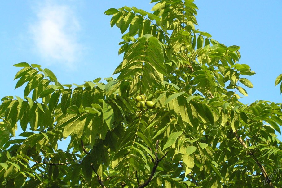 Орех маньчжурский(Juglans mandshurica Maxim)